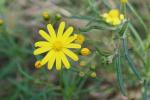 : - Senecio pinnatifolius