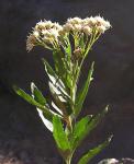 : - Baccharis racemosa