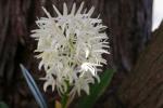 : - Dendrobium speciosum