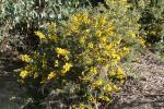 Stechginster - Ulex europaeus