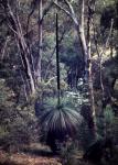 : - Xanthorrhoea australis