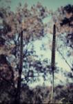 : - Xanthorrhoea latifolia subsp. latifolia