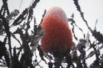 : - Banksia prionotes