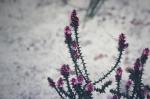 : - Andersonia simplex