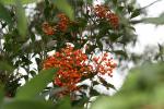 : - Auranticarpa rhombifolia