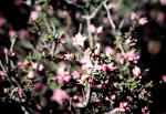 : - Boronia inornata subsp. leptophylla