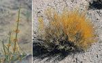 : - Ephedra ochreata