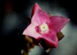 : - Boronia serrulata
