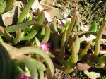 : - Carpobrotus modestus
