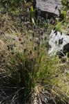 : - Sesleria heufleriana