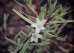 : - Crowea exalata