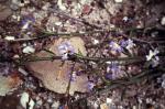 : - Dampiera stricta
