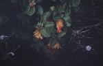 : - Diplolaena angustifolia