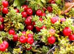 : - Empetrum rubrum