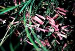 : - Epacris reclinata