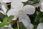 Tasmanische Scheinulme - Eucryphia lucida