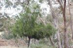: - Exocarpos cupressiformis