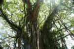 : - Ficus obliqua