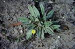 : - Goodenia robusta