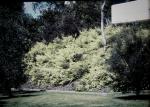: - Grevillea biternata
