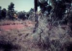 : - Grevillea juncifolia