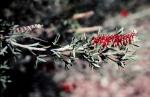 : - Grevillea tetragonoloba