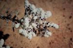 : - Lachnostachys eriobotrya