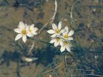 : - Olsynium biflorum