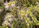 : - Misodendrum punctulatum