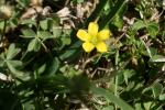 : - Oxalis corniculata var. corniculata