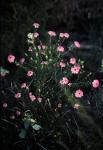 : - Pimelea rosea