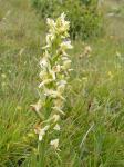 Grünliche Waldhyazinthe - Platanthera chlorantha