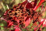 Essigbaum - Rhus hirta