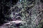 : - Sarcostemma viminale subsp. brunonianum