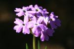 : - Glandularia aristigera