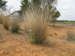 : - Aristida contorta