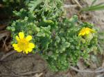 :-Senecio cerberoanus