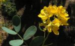 : - Senna cumingii var. coquimbensis