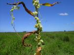 : - Cuscuta australis
