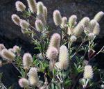 Schmalblättriger Klee - Trifolium angustifolium