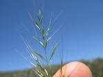 : - Dichelachne rara