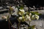 Orientalische Nieswurz - Helleborus orientalis