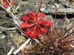 : - Drosera spatulata