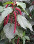Katzenschwänzchen - Acalypha hispida