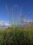 : - Eriochloa crebra