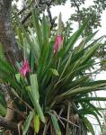 : - Aechmea mariae-reginae