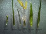 : - Ehrharta stipoides