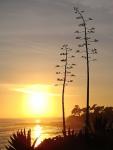 Amerikanische Agave-Agave americana