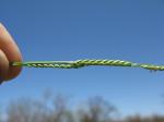 : - Paspalidium jubiflorum