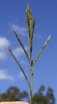 : - Paspalum urvillei